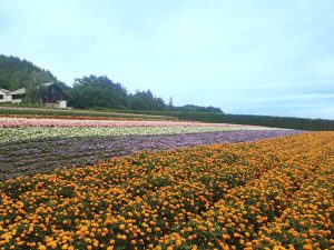 花畑